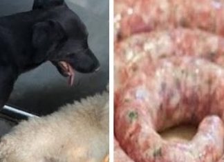 Polícia fecha fábrica que fazia linguiça com carne de cães e gatos