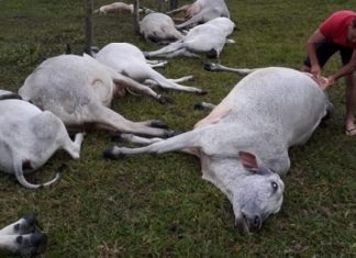 Queda de raio mata dezesseis cabeças de gado no interior da Bahia