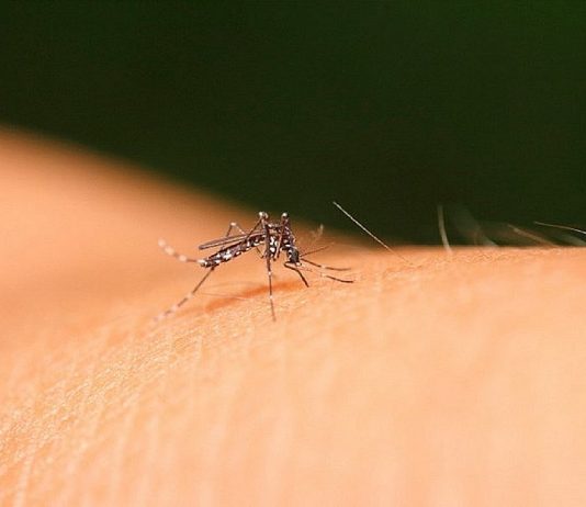 Dengue: 79 cidades da Bahia vivem cenário de epidemia da doença
