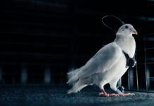 Empresa russa diz ter criado ‘biodrones’ com pombos controlados por chip cerebral; veja como funciona