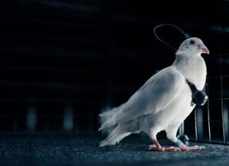 Empresa russa diz ter criado ‘biodrones’ com pombos controlados por chip cerebral; veja como funciona