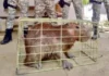 Capivara com ferimentos é resgatada na zona rural de cidade baiana