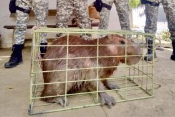 capivara-foi-resgatada-pelo-grupo-de-apoio-ao-meio-ambiente-gama-que-integra-a-guarda-municipal-gm-de-vitoria-da-conquista-2993818-article