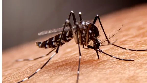 aedes-aegypti-vetor-transmissor-de-dengue-zika-e-chikungunya-2037786-article