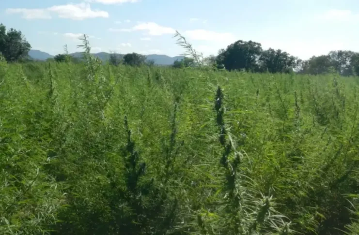 Anvisa expande uso da Cannabis medicinal e deve aprovar cultivo no Brasil