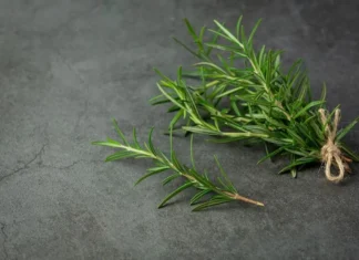 O truque com alecrim que perfuma a casa e melhora o bem-estar