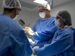 A Bahia dos transplantes