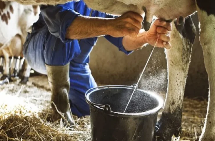 Leite brasileiro entra no radar mundial após descoberta inédita