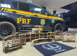 Mais de 40 aves são resgatadas em ônibus interestadual na Bahia