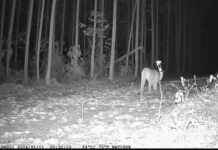 Ameaçada de extinção na Bahia, onças-pardas são avistadas em reservas no Litoral Norte