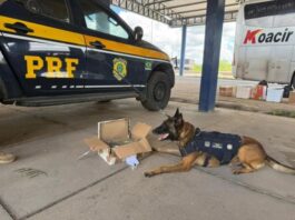 PRF apreende drogas, eletrônicos e cosméticos em ônibus interestadual na BR-116, em Feira de Santana