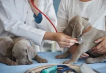 Veterinária legal