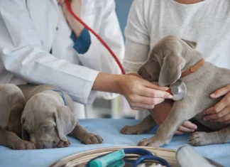 Veterinária legal