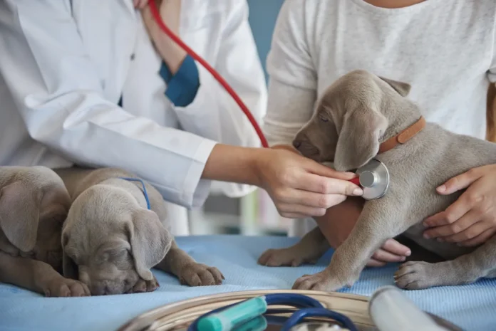 veterinaria-legal0139252100202606172253-ScaleDownProportional