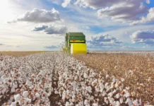 El Niño e mais: como fenômenos climáticos podem impactar nas safras