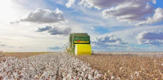 El Niño e mais: como fenômenos climáticos podem impactar nas safras
