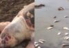 Peixes mortos voltam a aparecer em praia de Saubara e preocupam moradores