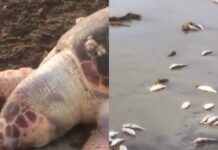Peixes mortos voltam a aparecer em praia de Saubara e preocupam moradores